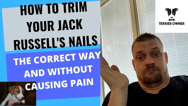 'Video thumbnail for How To Trim Your Jack Russell Terriers Nails The Right Way'