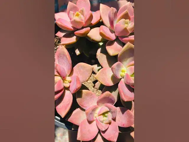 'Video thumbnail for 50 Colorful Succulents That Are Incredibly Beautiful'