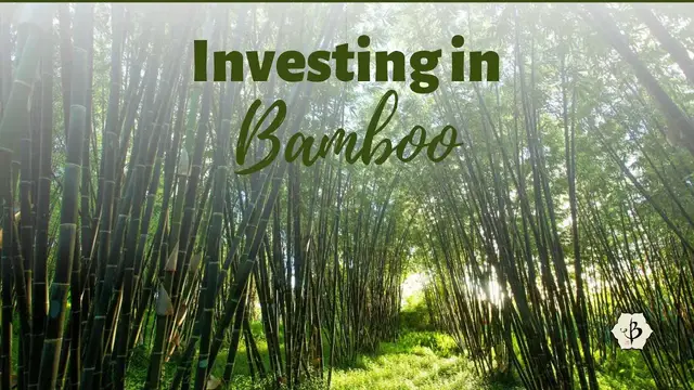 'Video thumbnail for Investing in Bamboo'