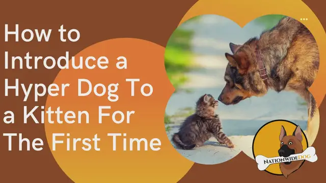 'Video thumbnail for How to Introduce a Hyper Dog To a Kitten For The First Time'