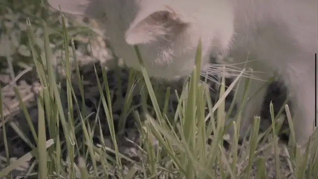 'Video thumbnail for Apples and Cats: Exploring the Nutritional Benefits and Risks of Feeding Your Feline Friend'