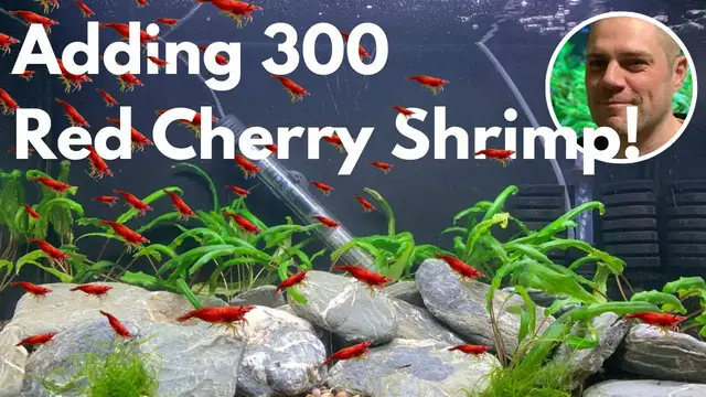 'Video thumbnail for Adding 300 Red Cherry Shrimp to my Aquarium! ?'