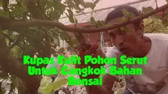 'Video thumbnail for Cara Mengupas Kulit Pohon Untuk Media Cangkok Yang Baik dan Benar'