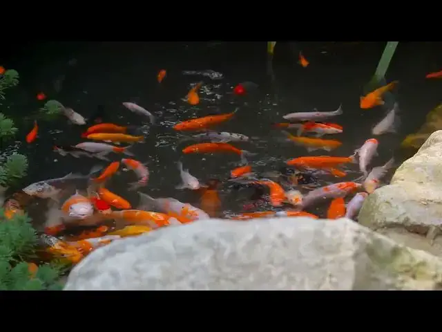 'Video thumbnail for Koi Fish Feeding Guide Adjusting Diet by Age and Size'