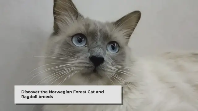 'Video thumbnail for Norwegian Forest Cat vs Ragdoll: A Comprehensive Comparison'