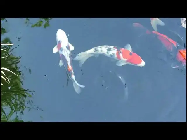 'Video thumbnail for Koi Fish Gill Disease: Identification, Treatment, and Prevention'