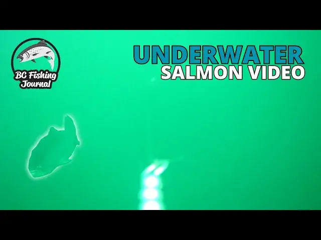 'Video thumbnail for Salmon Kayak Fishing - NEW SPECIES & Underwater Trolling Camera'