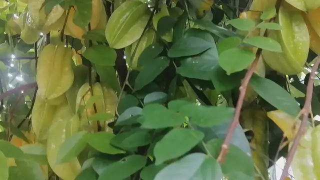 'Video thumbnail for Fruit'