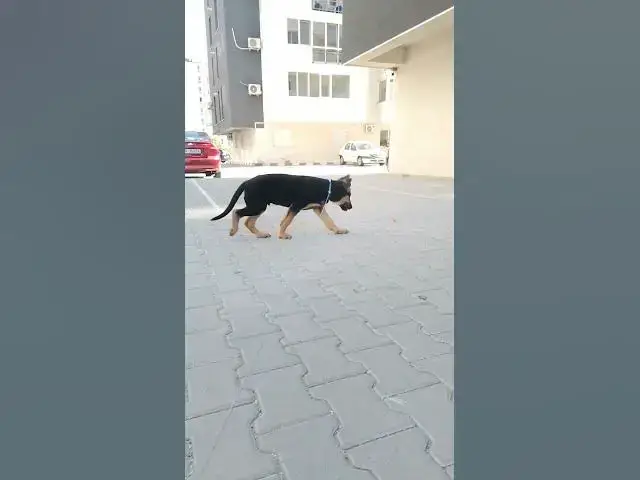 'Video thumbnail for German Shepherd Baloocreate'