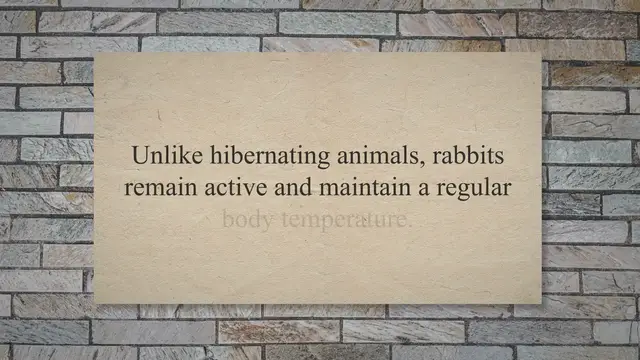 'Video thumbnail for Do Rabbits Hibernate? Winter Survival Strategies'