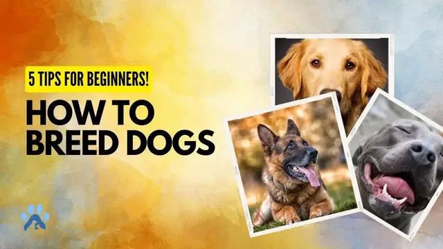 'Video thumbnail for How To Breed Dogs | 5 Tips For Beginners | Pets Guide'