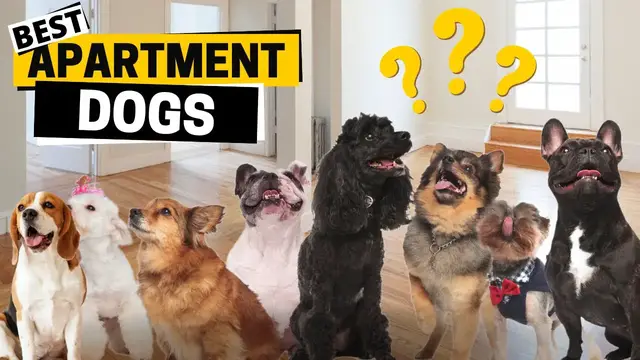 'Video thumbnail for 10 Best Dogs for Apartment Living'