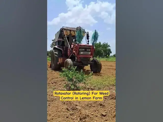 'Video thumbnail for Rotavator (Rotoring) for Weed Control in Lemon Farm #farm #tirthaagro #lemon #3rdJune2025'