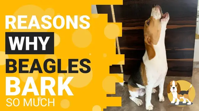 'Video thumbnail for Why do Beagles Bark so Much?'