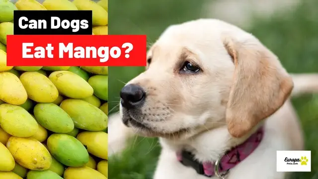 'Video thumbnail for Can Dogs Eat Mango? All You Need to Know'