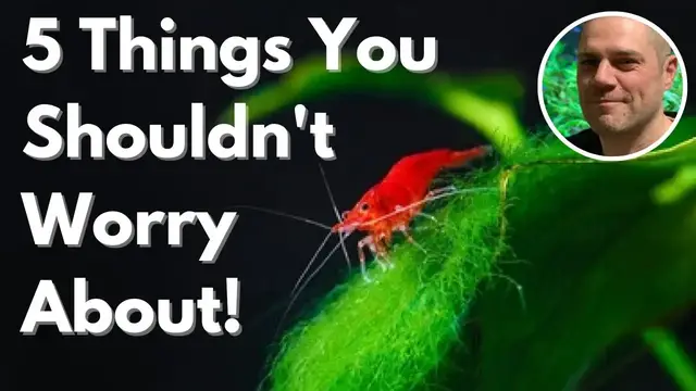 'Video thumbnail for 5 Things Red Cherry Shrimp Keepers Should NOT Worry About'