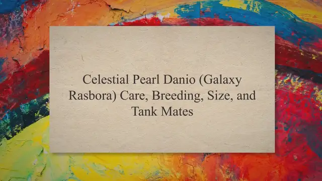 'Video thumbnail for Celestial Pearl Danio (Galaxy Rasbora) Care, Breeding, Size, & Tank Mates'
