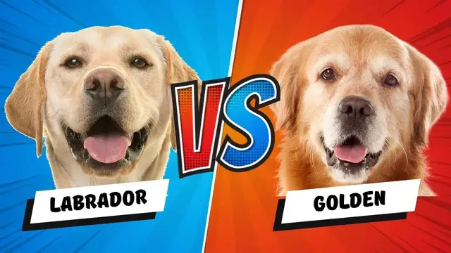 'Video thumbnail for Labrador Retriever vs. Golden Retriever'