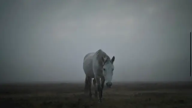 'Video thumbnail for How Many Eyes Does a Horse Have? (Animal Answers)'