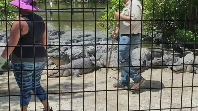 'Video thumbnail for Feeding Live Alligators'