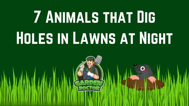 'Video thumbnail for Mysterious Holes in Lawn at Night? Here's what you need to know!'