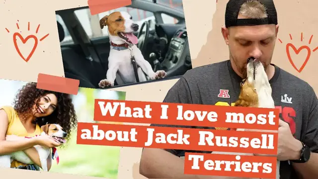 'Video thumbnail for What I Love Most About Jack Russell Terriers: Best Jack Russell Traits #jackrussellterrier #jrt #dog'