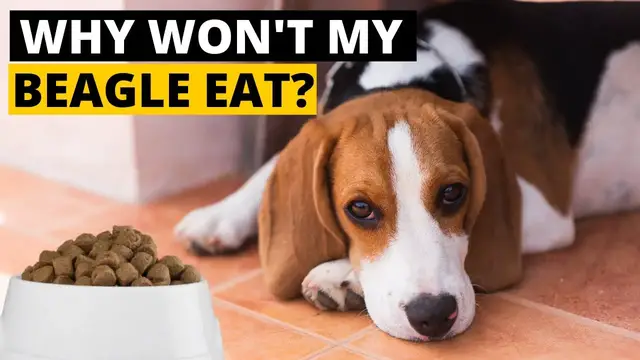 'Video thumbnail for 7 Reasons Why your Beagle Refuses to Eat Food'