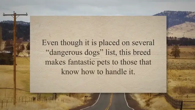 'Video thumbnail for 5 Interesting Dogo Argentino Facts'