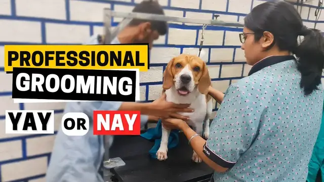 'Video thumbnail for Why it’s Worth Having Your Beagle Groomed Professionally'