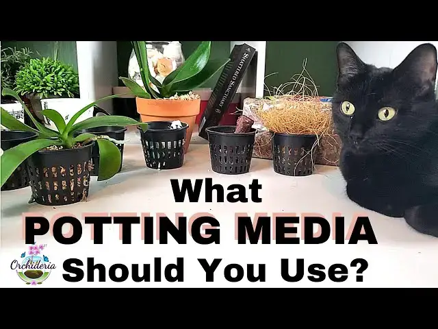 'Video thumbnail for How To Choose The Right Potting Medium for Your Orchid'