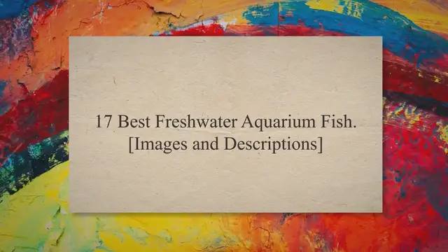 'Video thumbnail for 17 Best Freshwater Aquarium Fish [Images & Descriptions]'