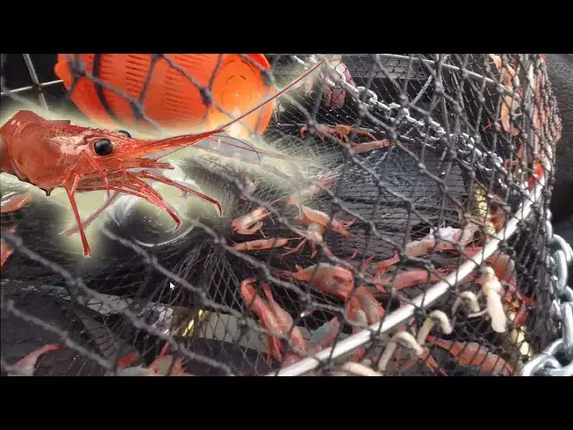 'Video thumbnail for Catching PINK SHRIMP - Catch Clean & Cook'
