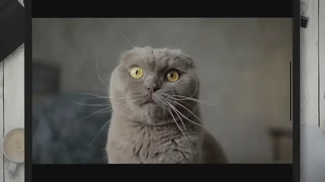 'Video thumbnail for Why Does My Cat Cry in The Bathroom?'