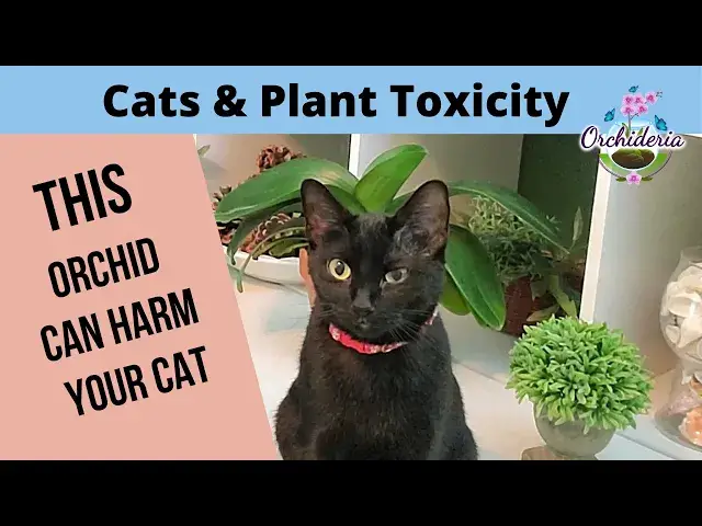 'Video thumbnail for Cats and Orchids: 4 Levels of Toxic Plants'