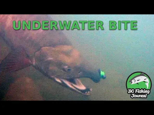 'Video thumbnail for UNDERWATER CHUM SALMON BITES - The Zombie Chum Awakening 5'