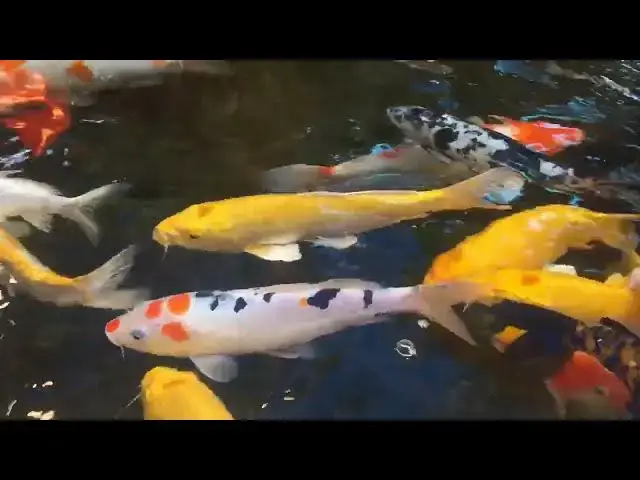 'Video thumbnail for Koi Fish Care: The Importance of Water Quality'