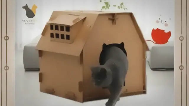 'Video thumbnail for How to Train a Kitten to Sleep in Its Bed?'