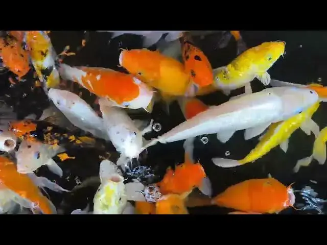 'Video thumbnail for Koi Fish Care During Vacation: Feeding and Maintenance Tips'