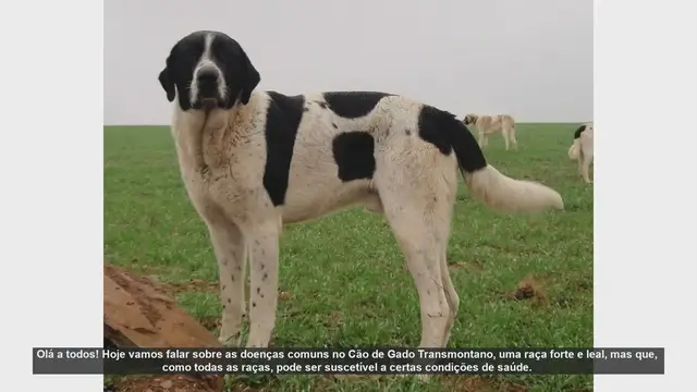 'Video thumbnail for Doenças Comuns no Cão de Gado Transmontano: Como Identificar e Tratar'