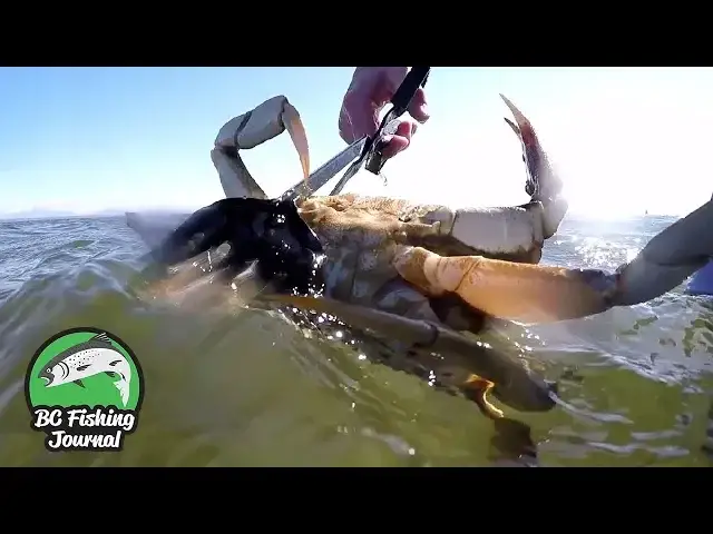 'Video thumbnail for Dungeness Crab Catch and Cook - Crab Ceviche Recipe'
