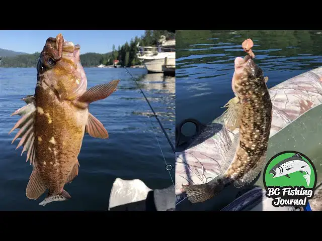 'Video thumbnail for Deep Cove Fishing & Exploring - Rockfish, Greenling & Flatfish'
