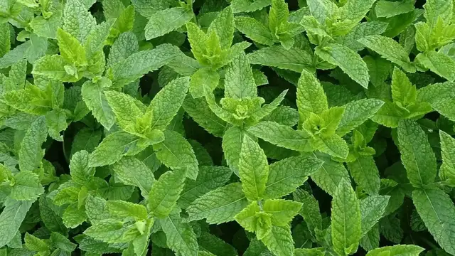 'Video thumbnail for 5 Unique Mint Varieties: From Apple to Wild'