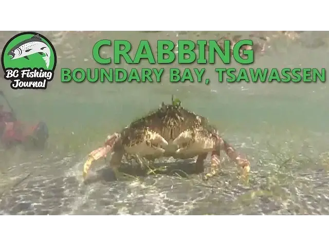 'Video thumbnail for Dungeness Crabbing with my hands - Boundary Bay, Tsawwassen (techno remix)'