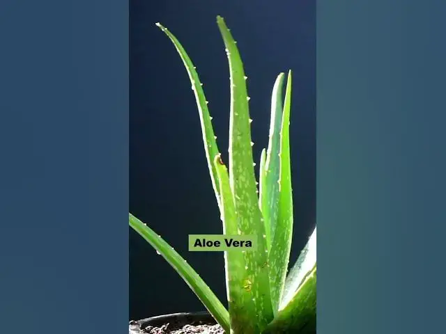 'Video thumbnail for Best Air Purifying Succulents for a Healthier Home'