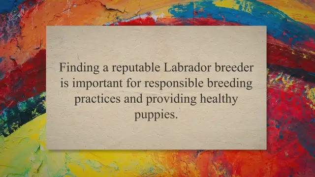 'Video thumbnail for Best Labrador Breeders in USA – 2023'