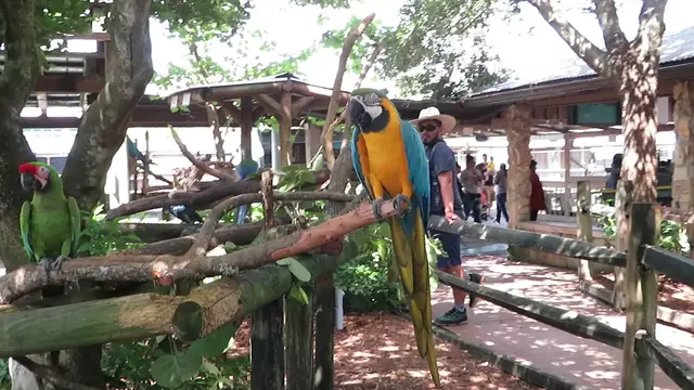 'Video thumbnail for Large Parrots at Florida Zoo'