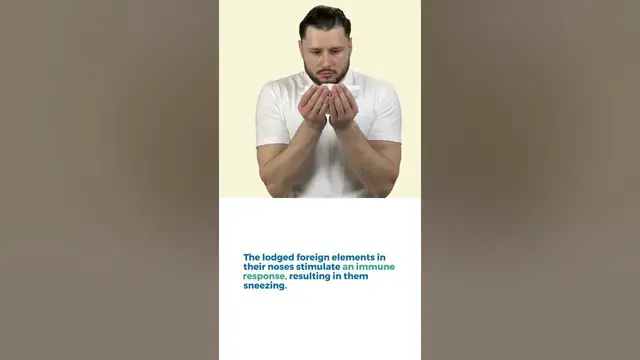 'Video thumbnail for Why Does My Dog Sneeze When Lying On His Back'