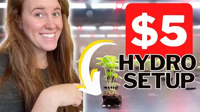'Video thumbnail for Cheap Five Dollar Hydroponic Setup. No Pumps, No Bubblers, No Special Pot & No Lights In Some Cases.'