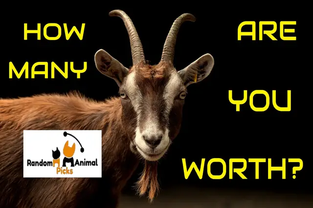 'Video thumbnail for How Many Goats Am I Worth? Video to Assess Your Goat Value! (UPDATE 2023) – Random Animal Picks'