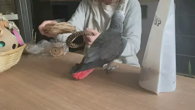 'Video thumbnail for Vogel Speeltjes maken'